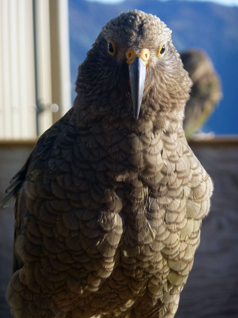 Een kea bij Luxmore Hut